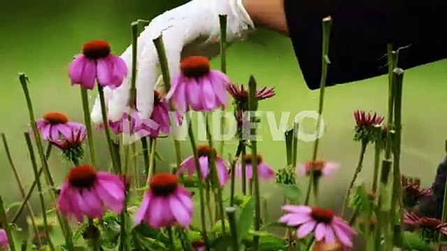 Close up shot of hands picking echinacea flowers