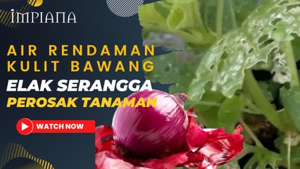 Air Rendaman Kulit Bawang Elak Serangga Perosak Tanaman