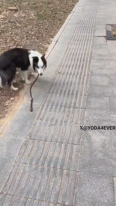 Un hombre graba a sus perros y retrata la diferencia entre un Husky y un Border Collie