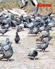 सावधानकबुतरांना उघड्यावर खायला दिल्यास कारवाई होण काय आहे कारण
