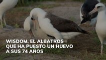 El albatros Wisdom ha puesto un huevo a sus 74 años