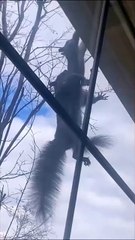 Mais que font donc ces 2 écureuils...