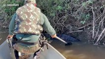 Ils découvrent un anaconda géant dans les branches en bord de rivière