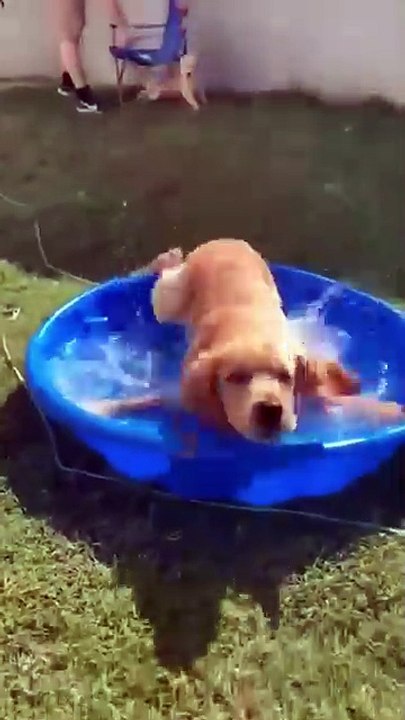 #Funny #Dogs and #Cats #Enteriterment #World