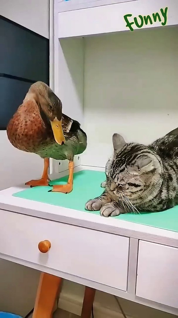 ⁣funny 🤣 animals 🤣 #funny #dogs #animals funny animals 🤣😁 #funny #dogs #cats #animals #funnyanimals E