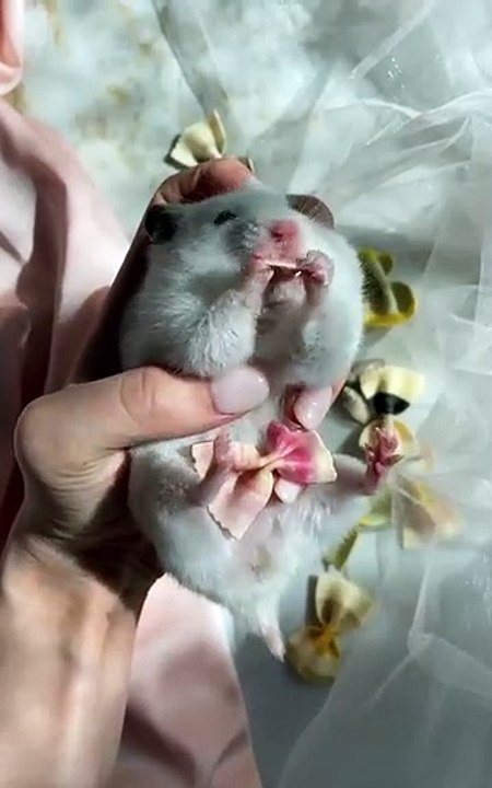 Hamster Suriah kecil dan imut ukuran sekepalan tangan