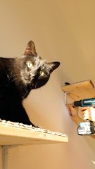 Creating a Purrfect Cat Playground Wall for Endless Fun 🐾😻