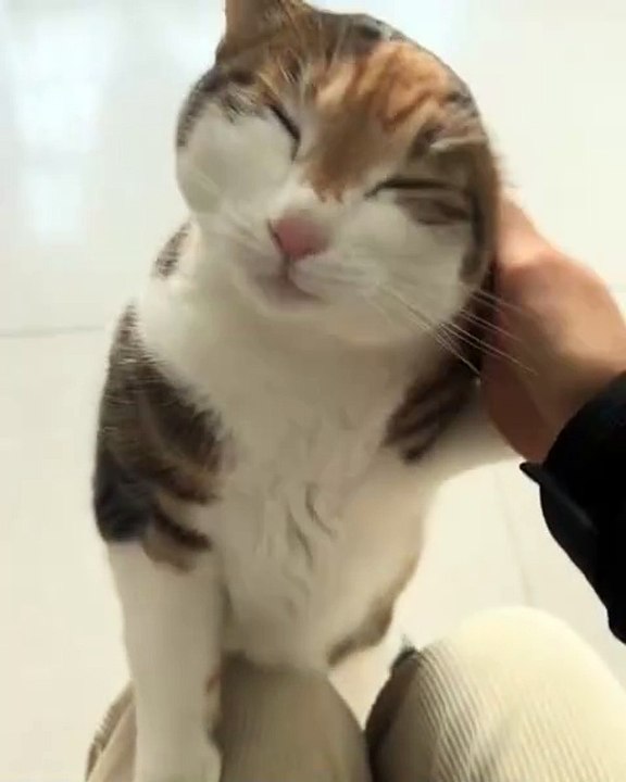 🐾 Welcome to the purr-fect world of cats! In this adorable video, we dive