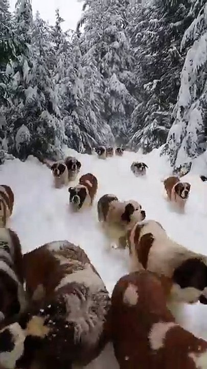 Sekumpulan Anjing Salju