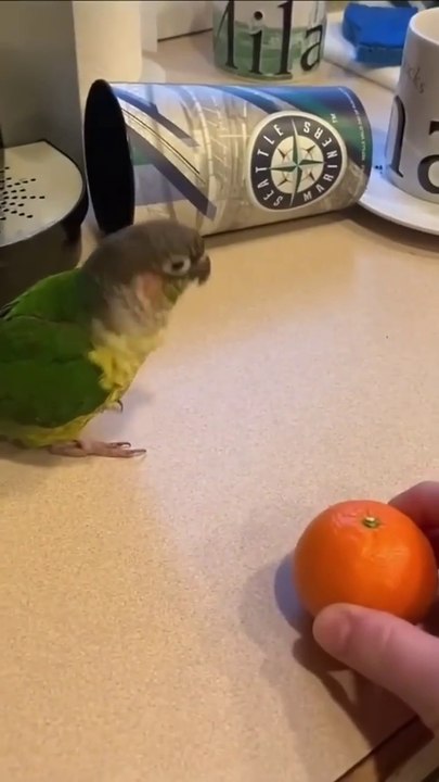 Parrots Doing People Things- Walking, Talking, and Even Working Out! #birds #funny_2EnteritermentWorld