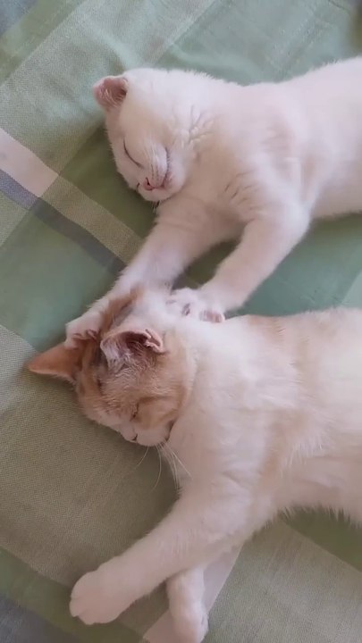 funny 🤣 animals 🤣 #funny #dogs #animals funny animals 🤣Funny fluffies / Funny moments with animals 2024 / #64 Funny fluffies / Funny moments with animals 2024 /№44 #ff #c😁 #funny #dogs #cats #animals #funnyanimals Enteriterment WorldEnteritermentWorld