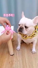 #funnyvideo #funnyvideos #memes #funnymemes #meme #comedy #funnymeme #tiktok #fun #funnyshit #memesdaily #lol #dankmemes #video #viral #funnyvids #like #humor #comedyvideos #funnyposts #follow #jokes #funnyvid #trending #funnyclips #lovEnteritermentWorld