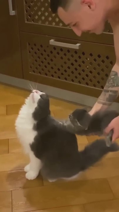 funny 🤣 animals 🤣 #funny #dogs #animals funny animals 🤣😁 #funny #dogs #cats #animals #funnyanimals Enteriterment WorldEnteritermentWorld