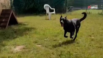 Il a servi de sonnette pendant 7 ans : retiré pour négligence, ce pauvre chien est au refuge depuis un an