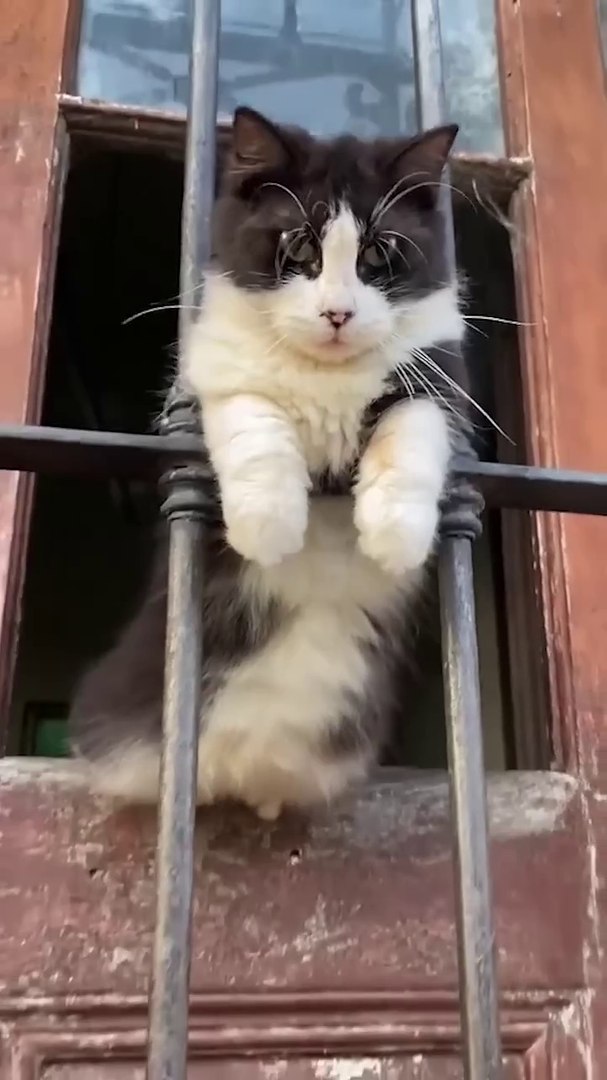 funny 🤣 animals 🤣 #funny #dogs #animals funny animals 🤣😁 #funny #dogs #cats #animals #funnyanimals E