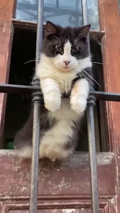 funny 🤣 animals 🤣 #funny #dogs #animals funny animals 🤣😁 #funny #dogs #cats #animals #funnyanimals Enteriterment World