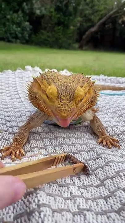 Bearded dragon is enjoying some worms in the garden!