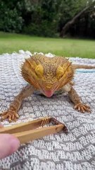 Bearded dragon is enjoying some worms in the garden!