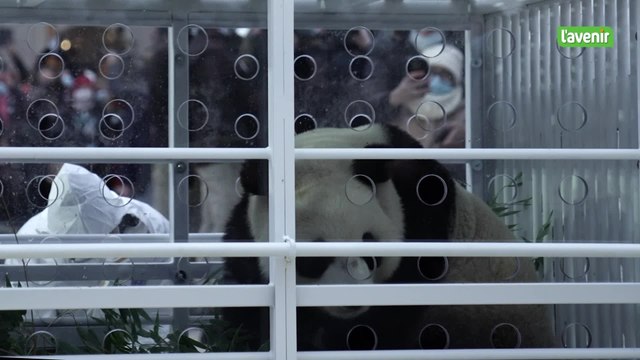 Les trois pandas Tian Bao, Bao Di et Bao Mei quittent Pairi Daiza pour rentrer en Chine.