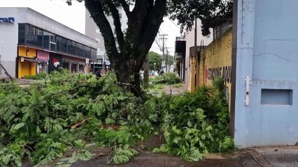 Rua Afonso Pena segue interditada após queda de árvore que atingiu imóvel e seis carros no Centro