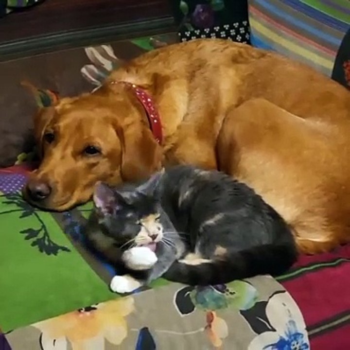 🐾 Get ready to enter the hilarious world of CATS! 😻 In this purr-fectly c