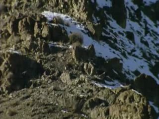 Panthère des neiges