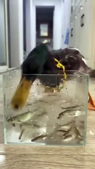 Hungry guy