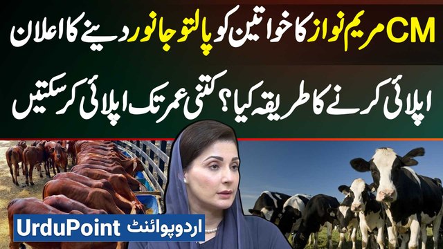 CM Punjab Maryam Nawaz Ka Bewa Khawateen Ko Cow Buffalo Dene Ka Elaan - Janiye Apply Karne Ka Tarika