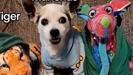 Hündchen bekommt statt Leckerlis nur Brokkoli: Was folgt, ist zum Schreien!