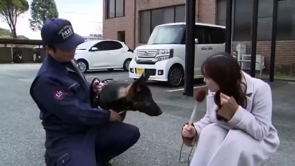 Video: ¡Sin comentarios! Periodista intentó entrevistar a un perro policía