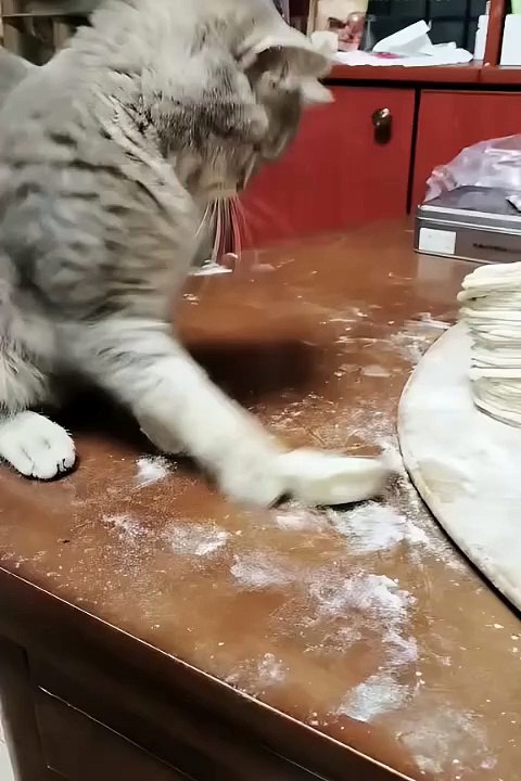 Cute animals | funniest animals #cutepets #animal #cuteanimals #funnyanimals #funny