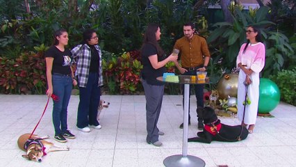 bd-comida-sana-para-su-perro-adulto-101224