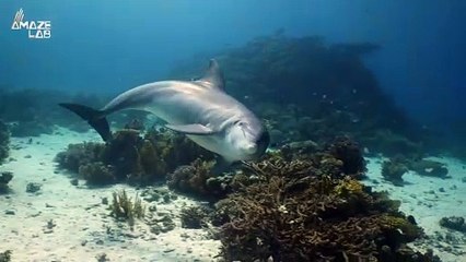 For Nearly 150 Years, Dolphins Have Been Helping This Fisherman Catch Fish!
