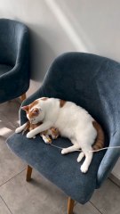 Este gato que fue adoptado por un veterinario, ahora ayuda a otros gatitos a recuperarse