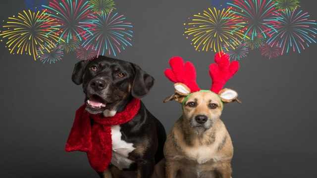 ¿Cómo proteger a tus mascotas del estrés de los fuegos artificiales durante las fiestas de navidad
