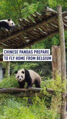 Belgium bids an emotional farewell to three giant pandas