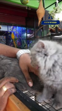 കുറഞ്ഞ വിലയിൽ റഷ്യൻ ബ്ളൂ പൂച്ച കുട്ടികൾ | Russian Blue Kittens at lowest price ever