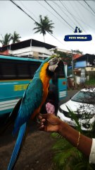 കൊടുങ്ങല്ലൂര്‍ ഭാഗത്ത് എവിടെയോ ആണ് ഇവന്റെ വീട്  | Tamed macaw parrot talking