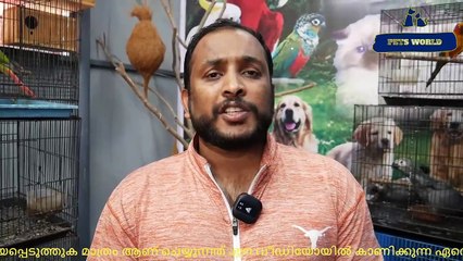 ഇണക്കമുള്ള ആഫ്രിക്കൻ ഗ്രേ പാരറ്റുകളും DNA ഉള്ള കൊന്യൂറുകളും അടക്കമുള്ള അലങ്കാര പക്ഷികൾ | Pets Birds