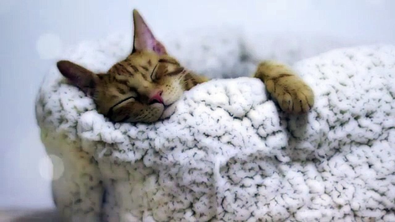 Music that will make your cat sleep in 5 minutes, relaxing cats😍❤