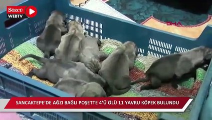 Sancaktepe’de ağzı bağlı poşette 4’ü ölü 11 yavru köpek bulundu