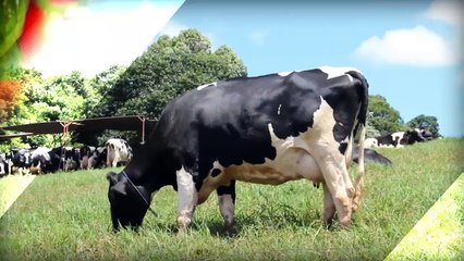 Embrapa Hortaliças