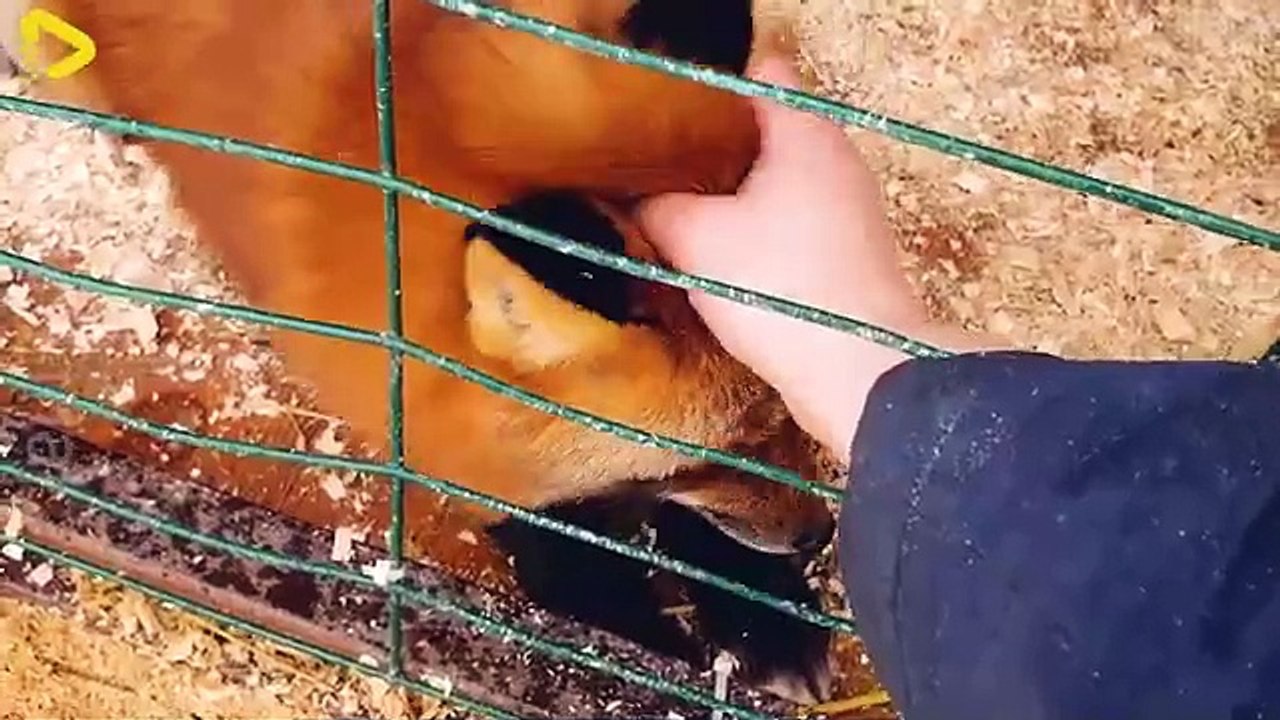 The Untold Truth Of Fox Fur Farming_ A $750 Million Global Market - Farming Docu