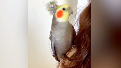 This Bird Should Immediately Go On a Singing Competition!