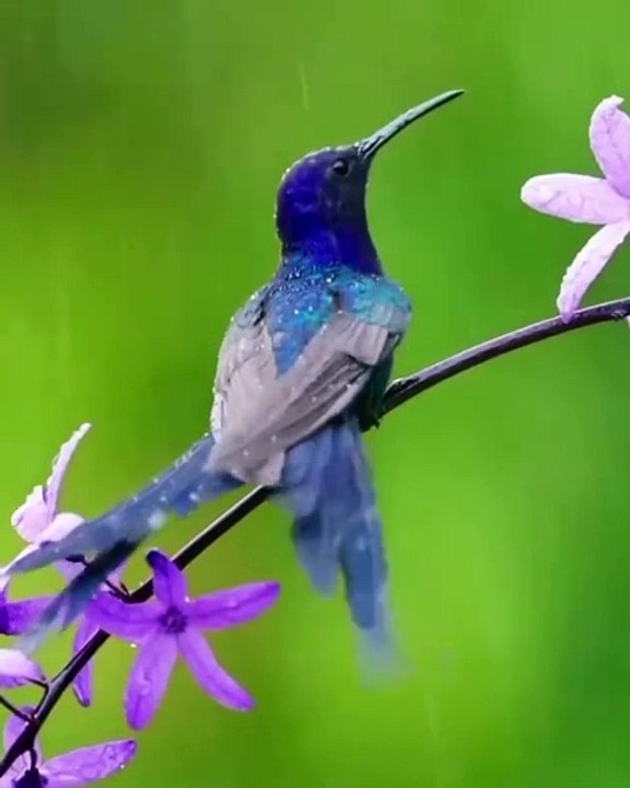 4kThe beauty of nature