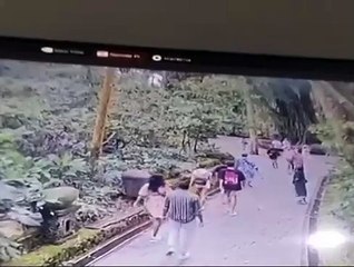 Árvore gigante cai e mata duas turistas; vídeo mostra queda