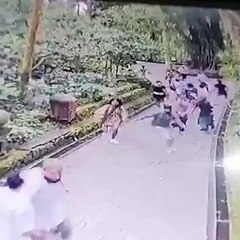 Duas turistas morrem em santuário de macacos na Indonésia após queda de árvore gigante