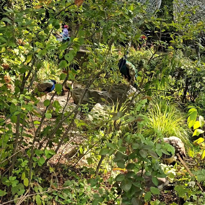 Bronx Zoo