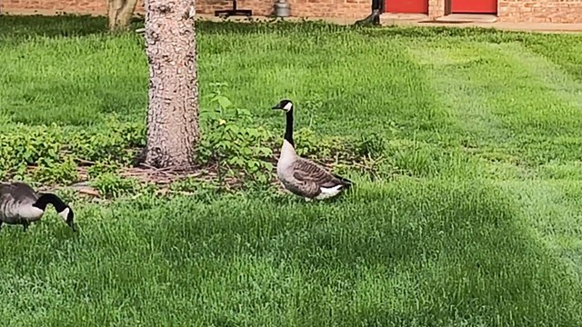 Guest Visitors in Front Yard | Lovely | beautiful Guests