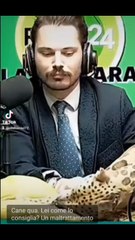 animalista vs luca scazzi